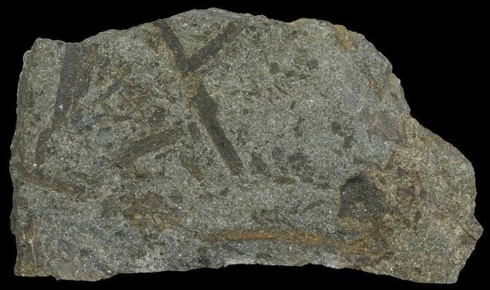 Plate Of Devonian Plant (Gosslingia) Fossils - Wales #66667